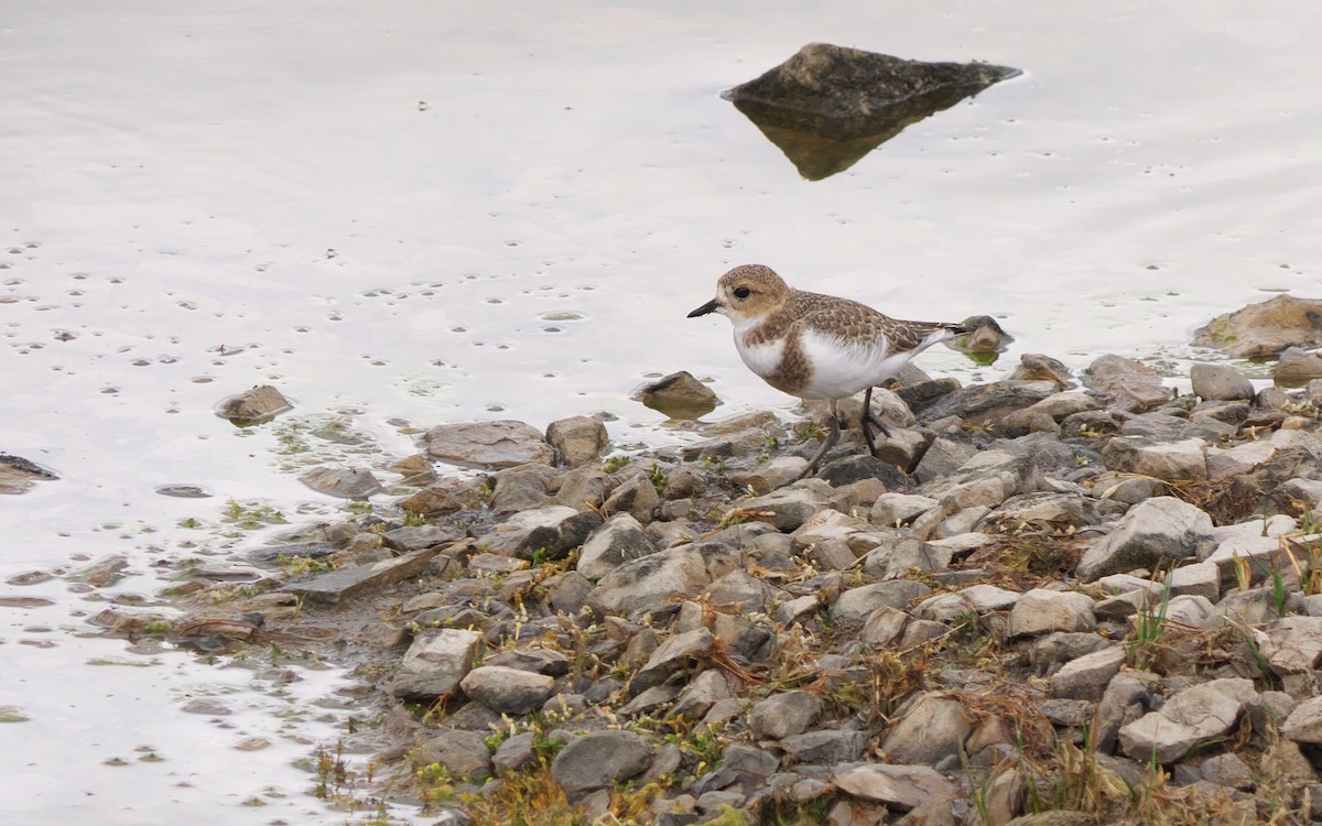 Two-banded Plover - ML34795471
