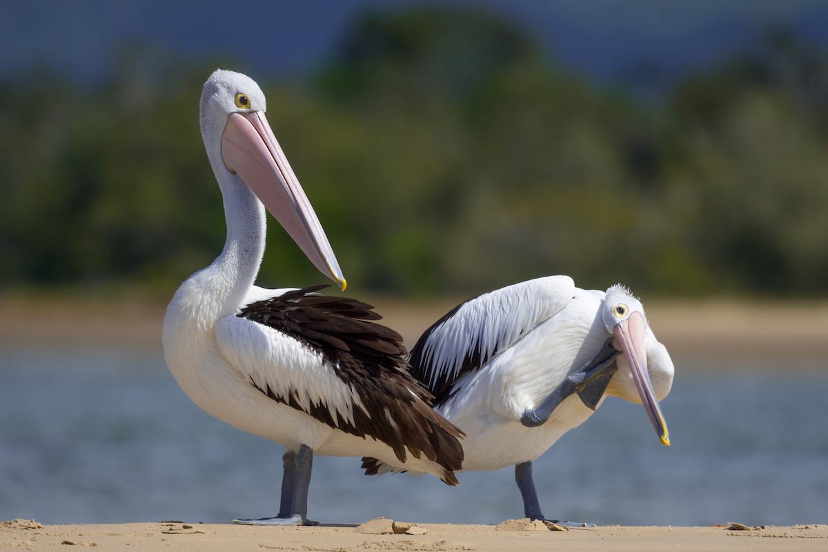 pelikán australský - ML347954771