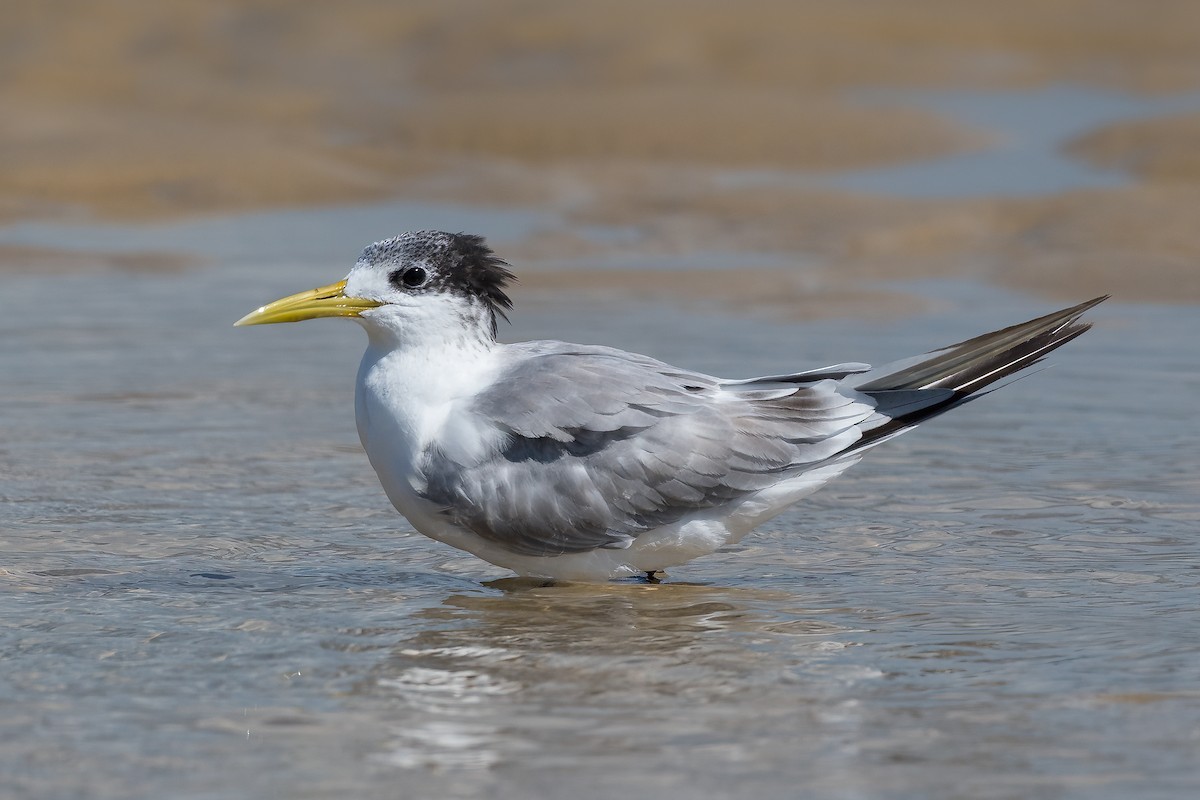 Great Crested Tern - ML347955411