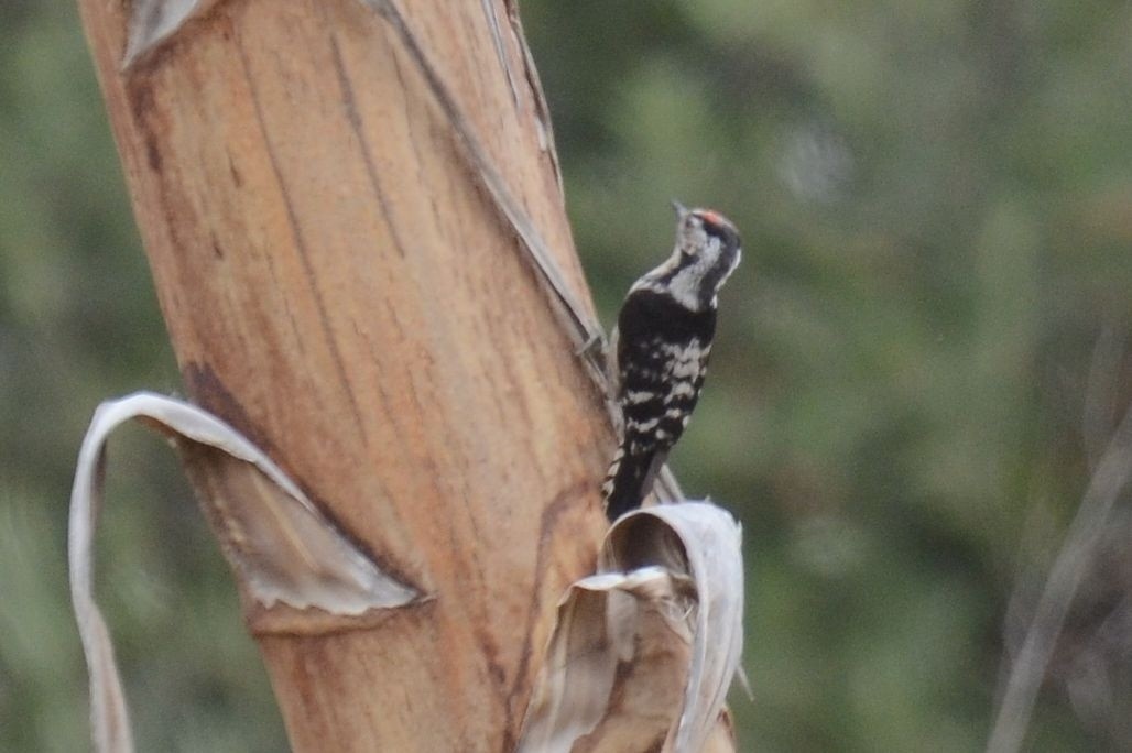 Lesser Spotted Woodpecker - ML347955901