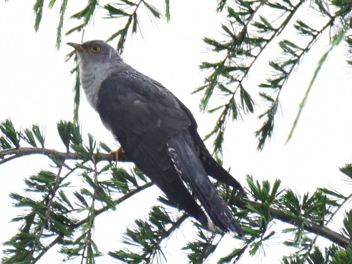 Common Cuckoo - Pushkar Bali