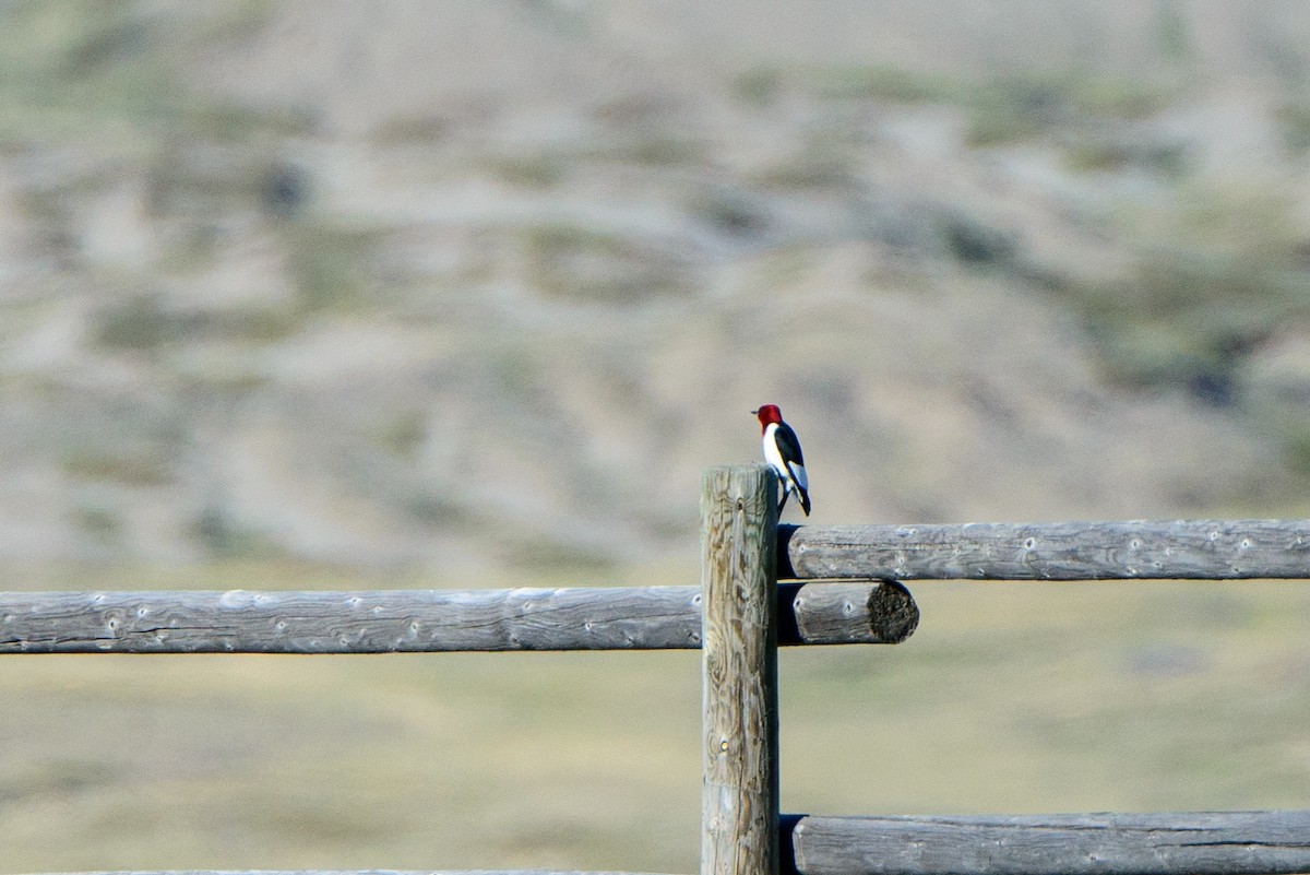 Red-headed Woodpecker - Vicki St Germaine