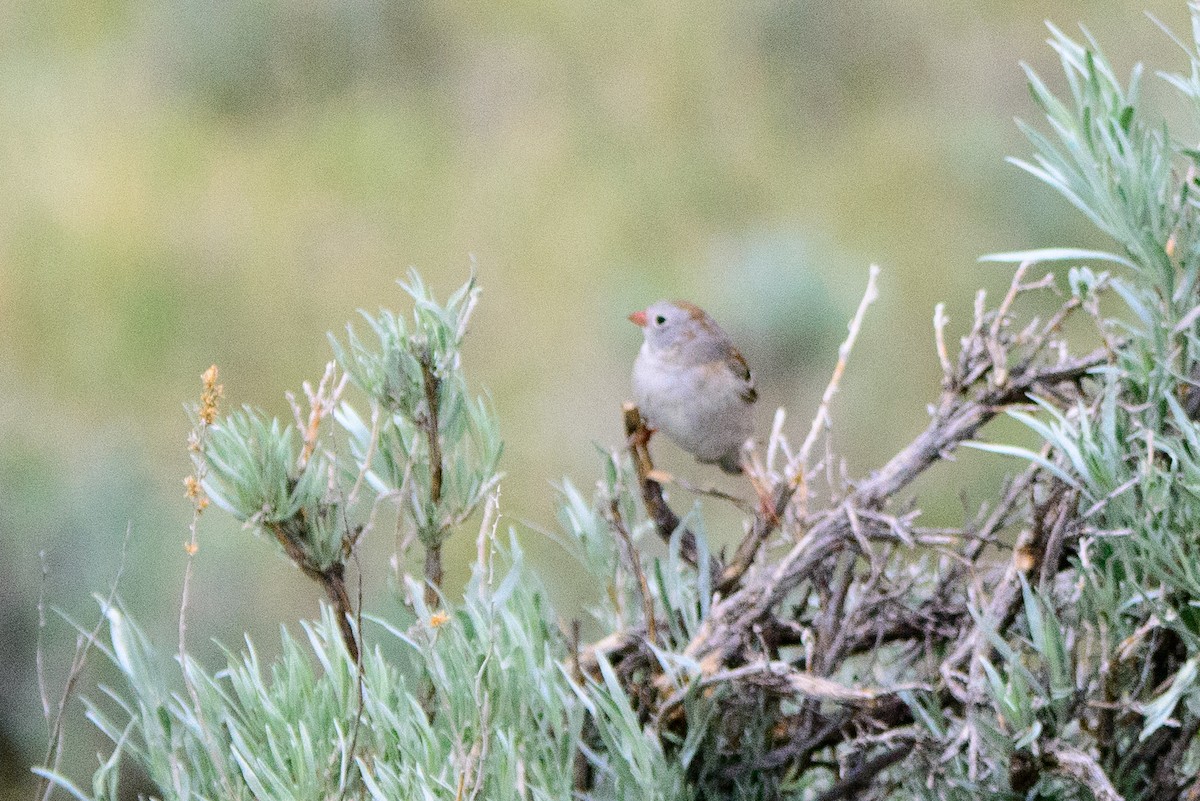 Field Sparrow - ML347958831
