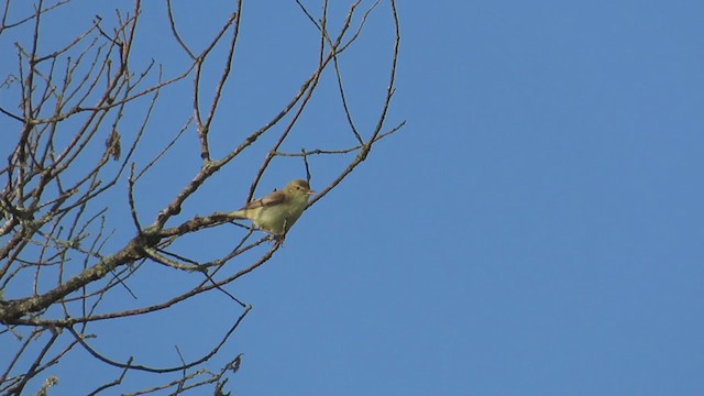 Melodious Warbler - ML347959491