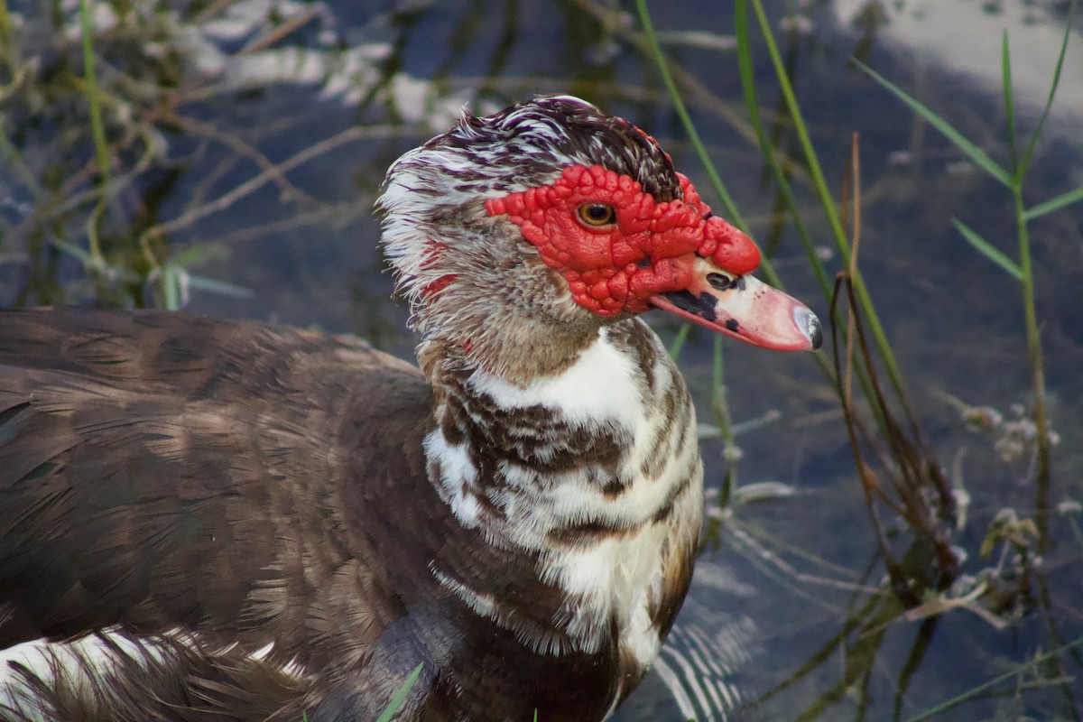 Muscovy Duck (Domestic type) - Keith Leonard