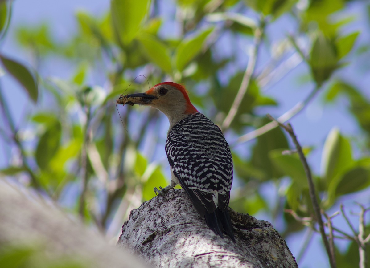 Red-bellied Woodpecker - Keith Leonard