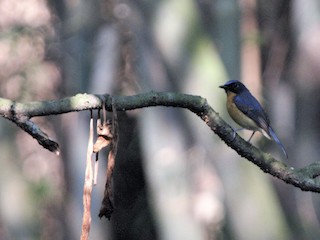 ジャワヒメアオヒタキ - eBird