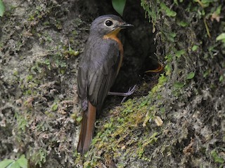 ジャワヒメアオヒタキ - eBird