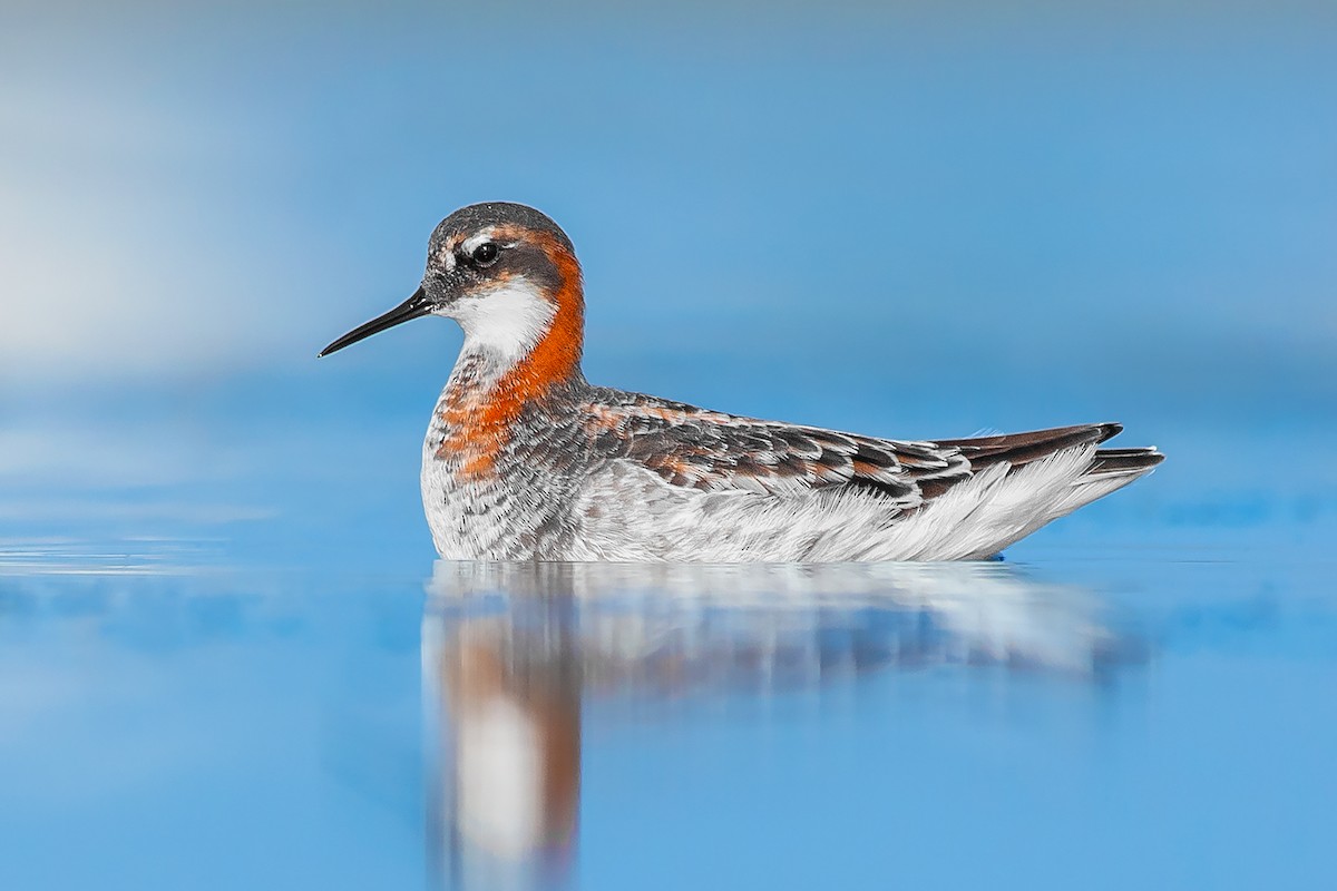 Phalarope à bec étroit - ML347968631