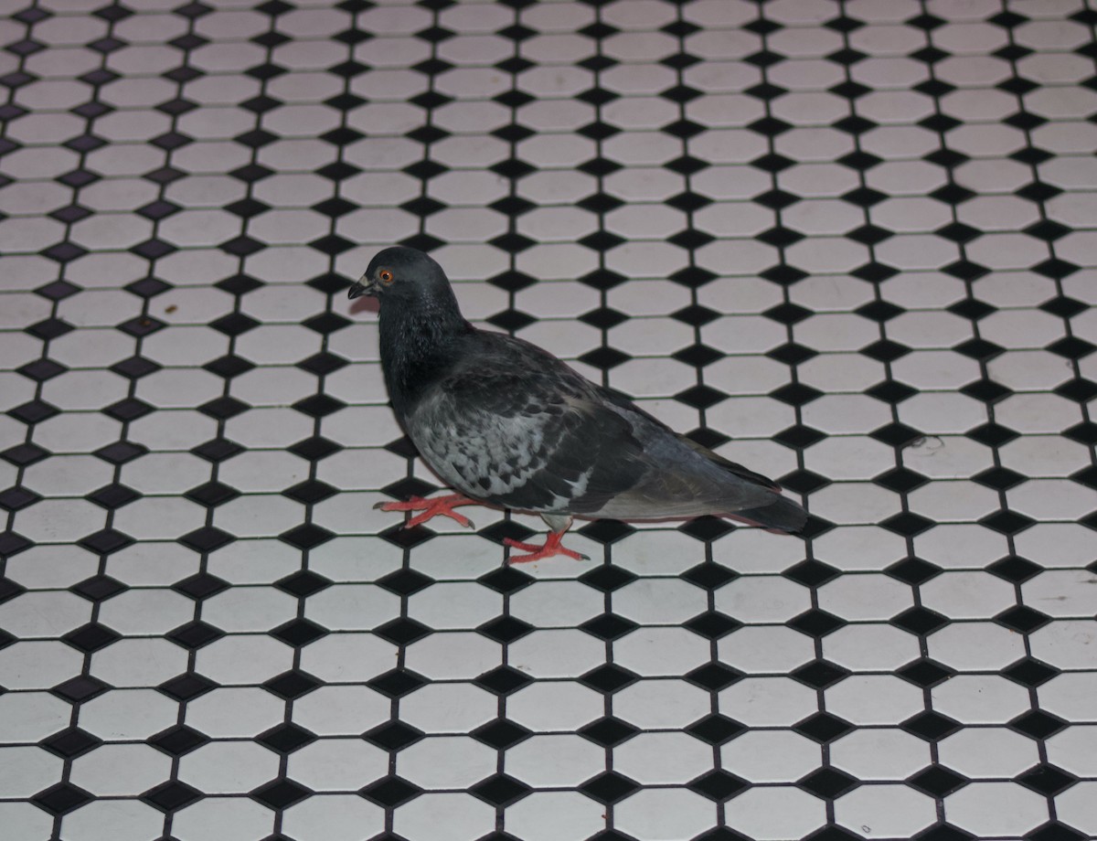 Rock Pigeon (Feral Pigeon) - Keith Leonard