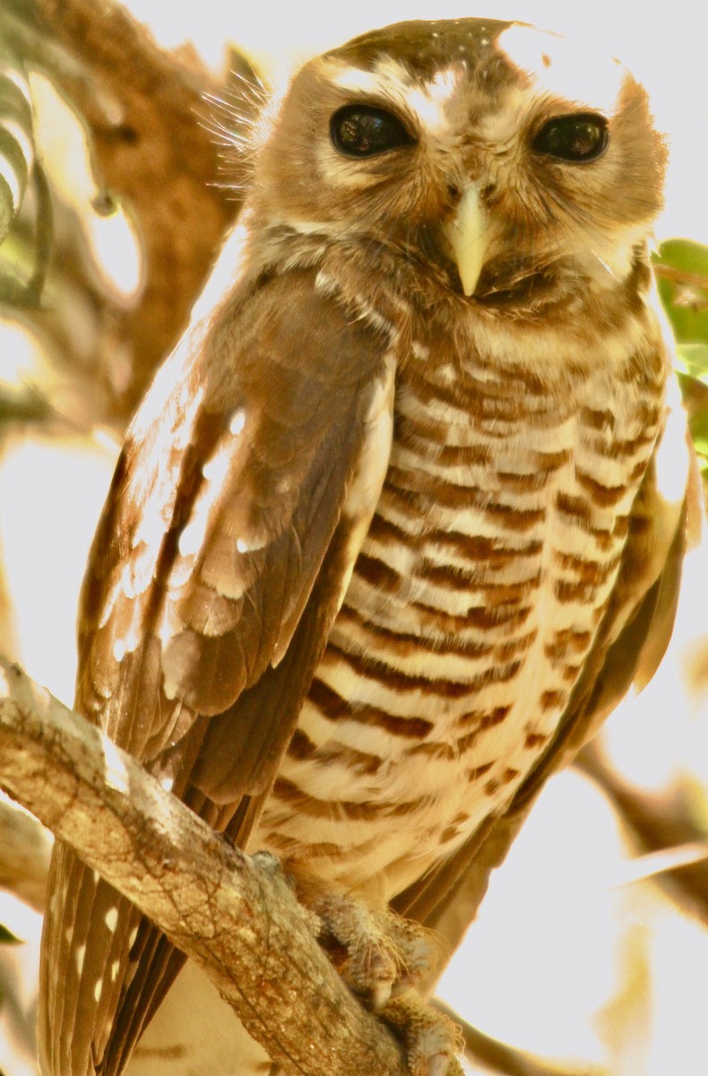White-browed Owl - ML347972321