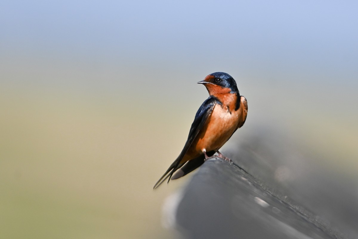 Barn Swallow - ML347976351