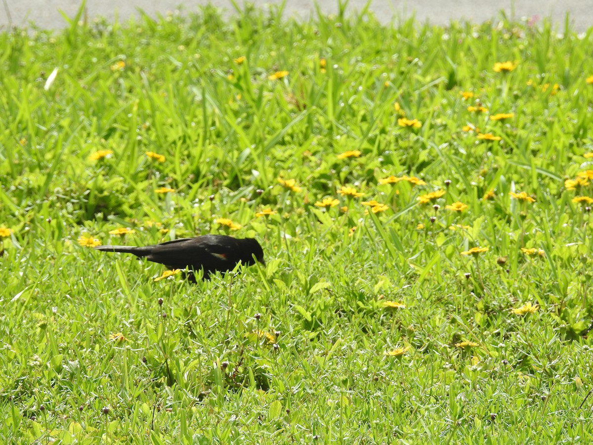 Red-winged Blackbird - ML347978181