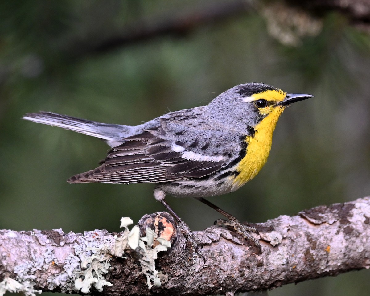 Grace's Warbler - Mary/Maury Humes
