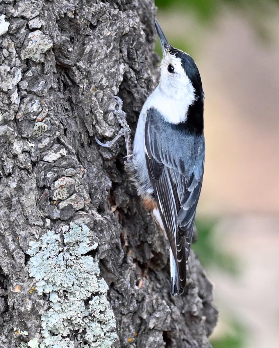 White-breasted Nuthatch (Interior West) - ML347982051