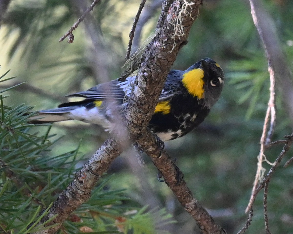 Yellow-rumped Warbler (Audubon's) - ML347982251