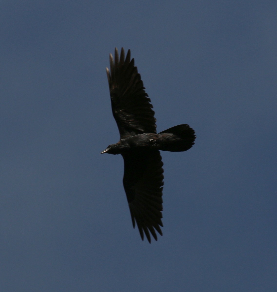 Common Raven - David Carr