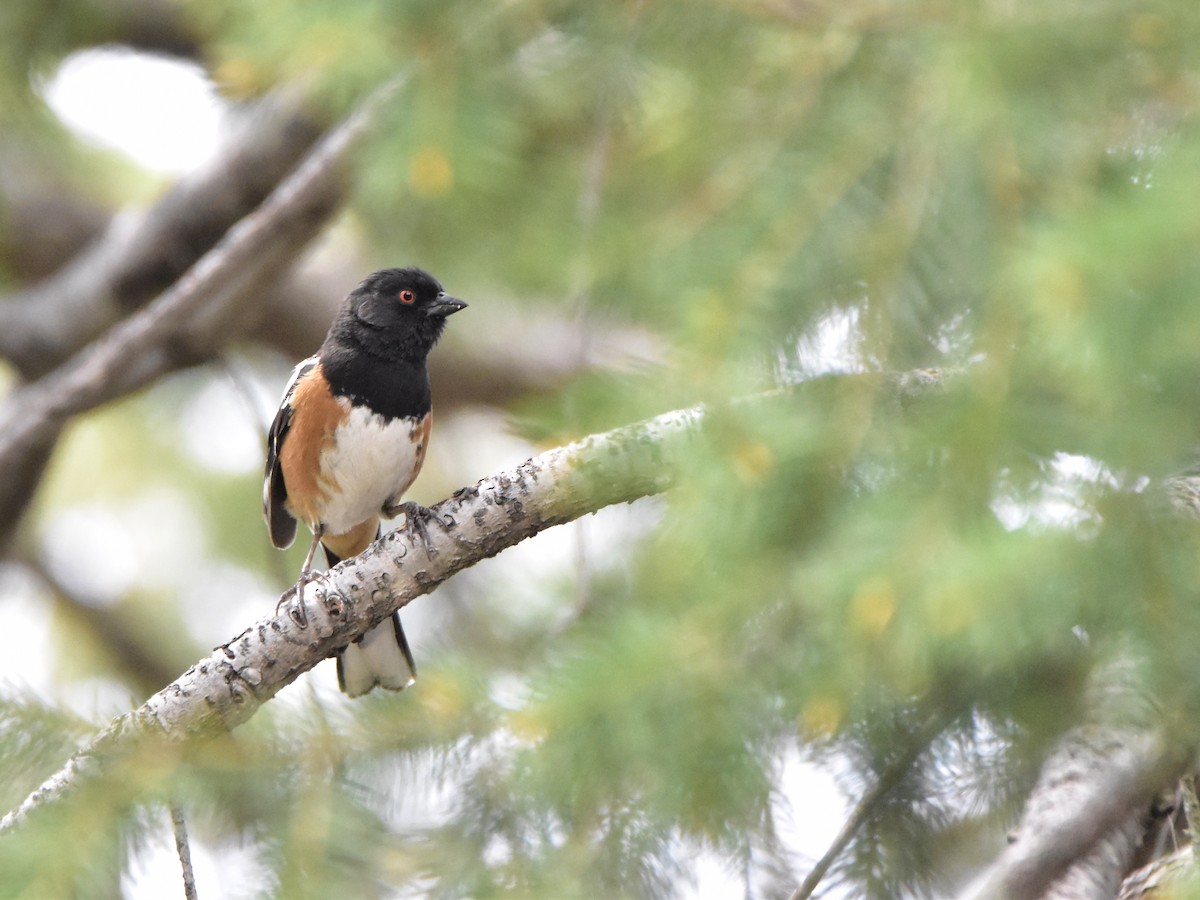Spotted Towhee - Connor Cochrane