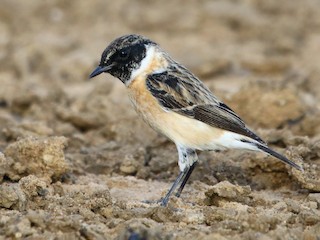 非繁殖期雄鳥 - Bhaarat Vyas - ML347992491