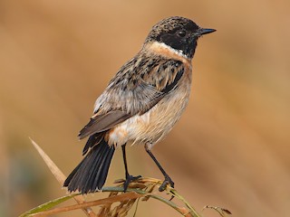 非繁殖期雄鳥 - Hari K Patibanda - ML347992591