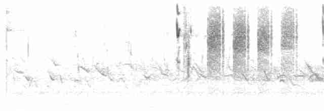 Grass Wren (Northern) - ML347996631