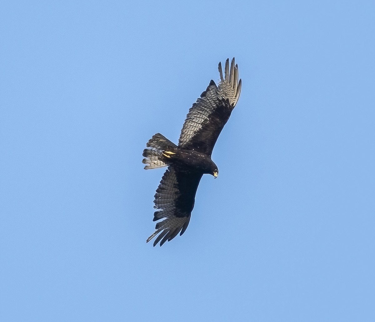 Zone-tailed Hawk - ML347997831