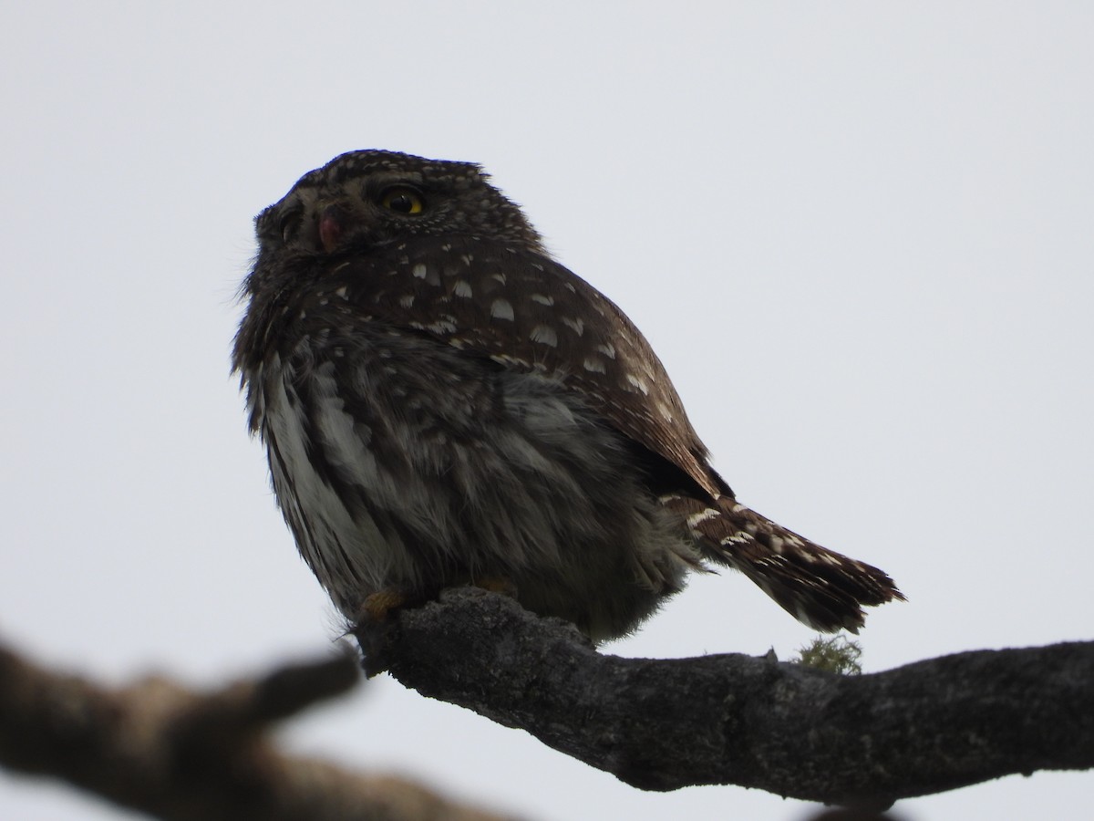Northern Pygmy-Owl - James Telford