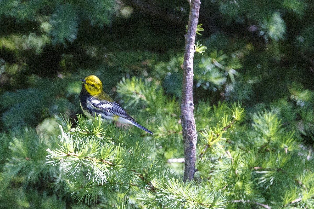 Black-throated Green Warbler - ML347998821