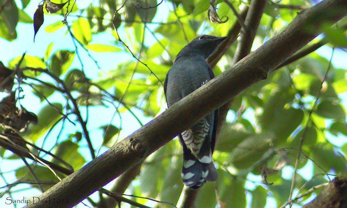 Black-winged Cuckooshrike - Sandip Das