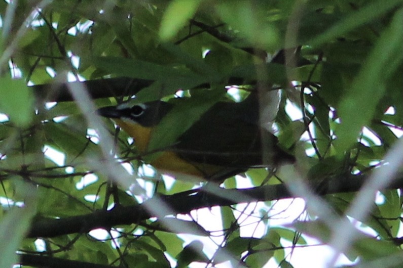 Yellow-breasted Chat - ML348006231