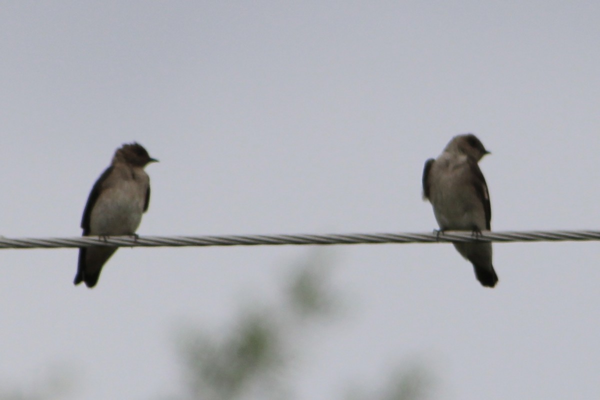 Northern Rough-winged Swallow - ML348009971