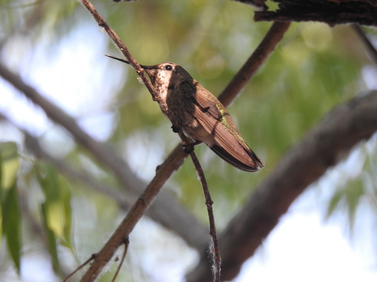 Broad-tailed Hummingbird - Geoffrey White