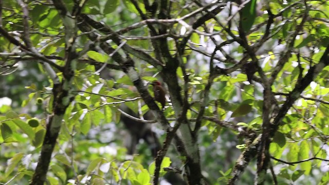 Stripe-cheeked Woodpecker - ML348018271