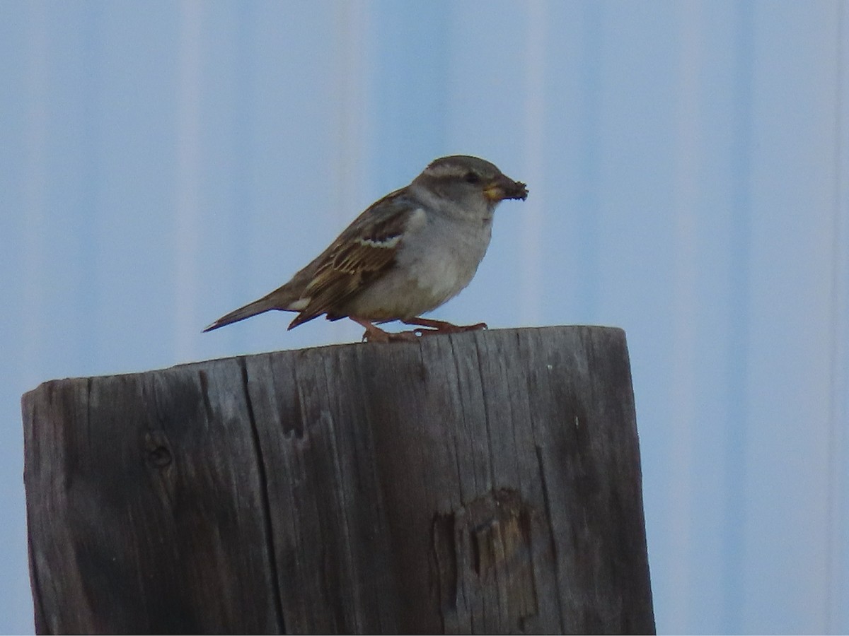 House Sparrow - ML348020111