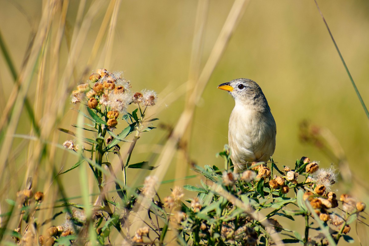 Wedge-tailed Grass-Finch - ML348024621