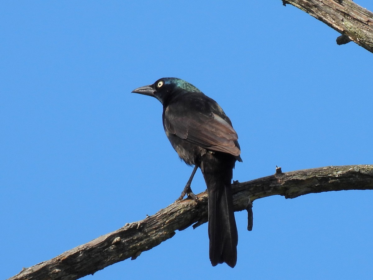 Common Grackle - Bill Nolting