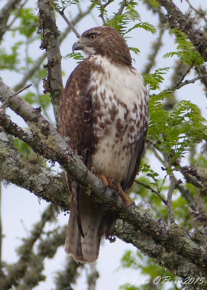 Red-tailed Hawk - John O'Barr
