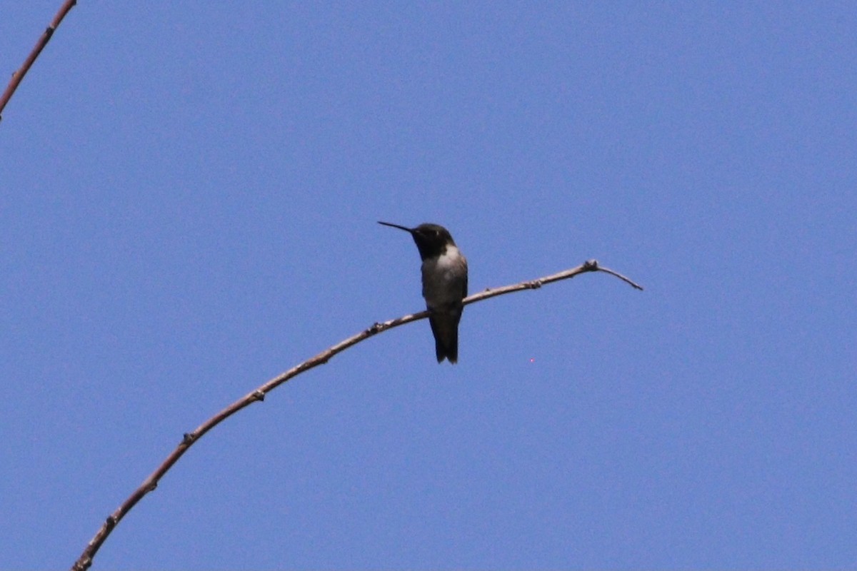 Black-chinned Hummingbird - Cameron Tescher