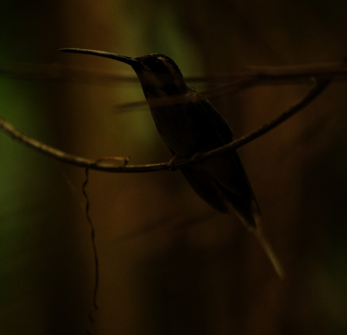 Светлобрюхий колибри-отшельник - ML348034861
