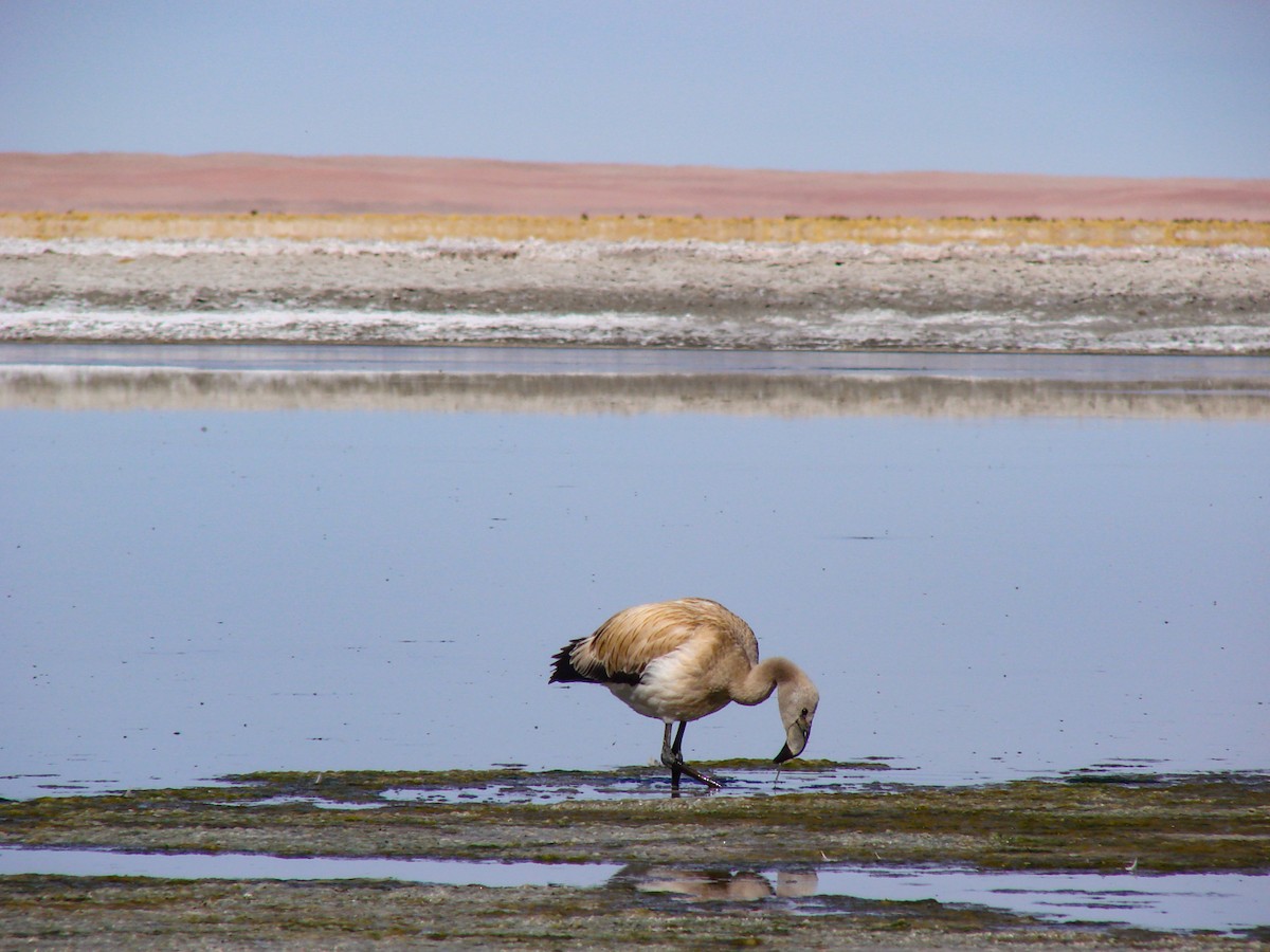 Andean Flamingo - ML348036151