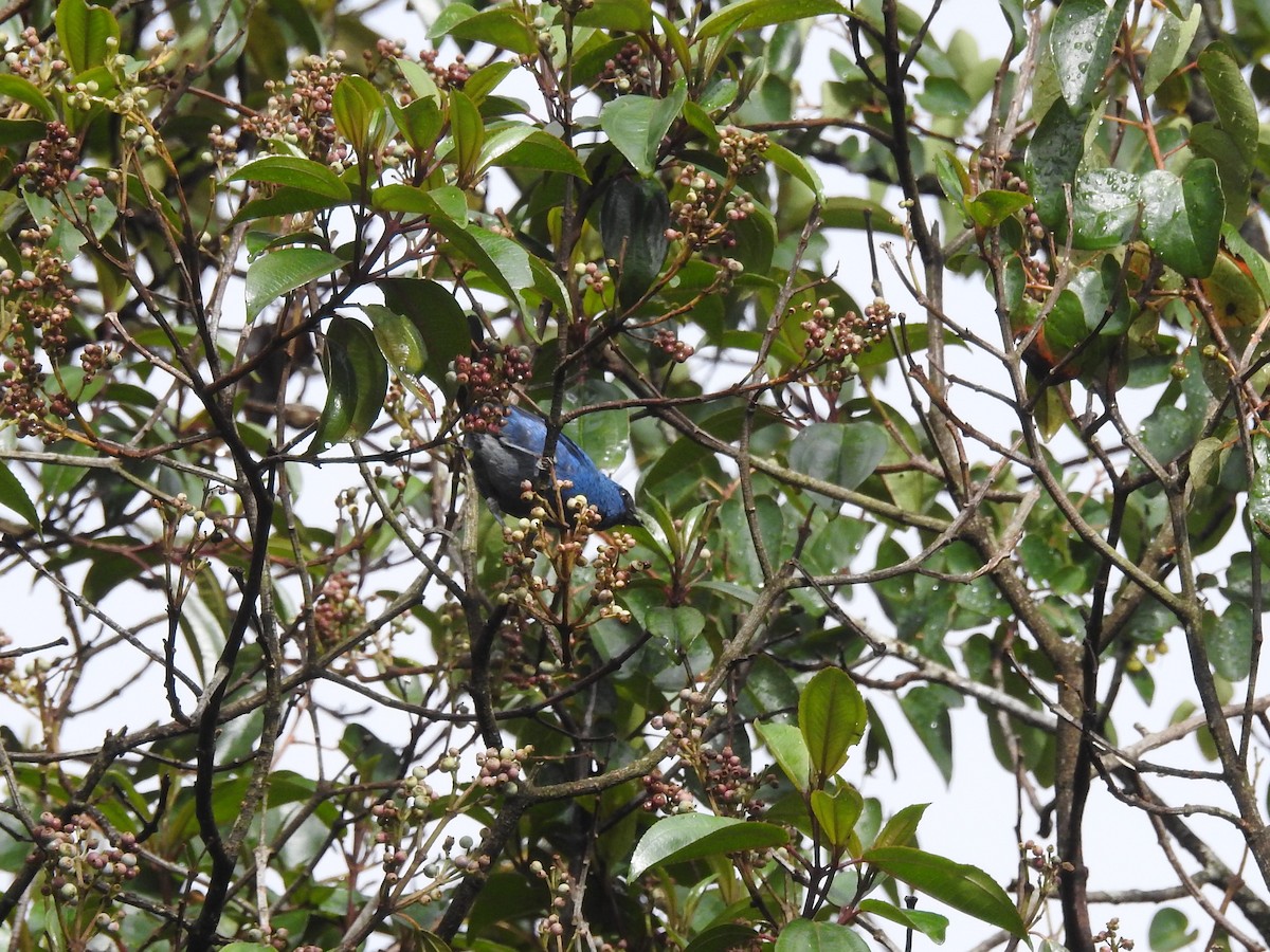 Blue-and-black Tanager - ML348040771