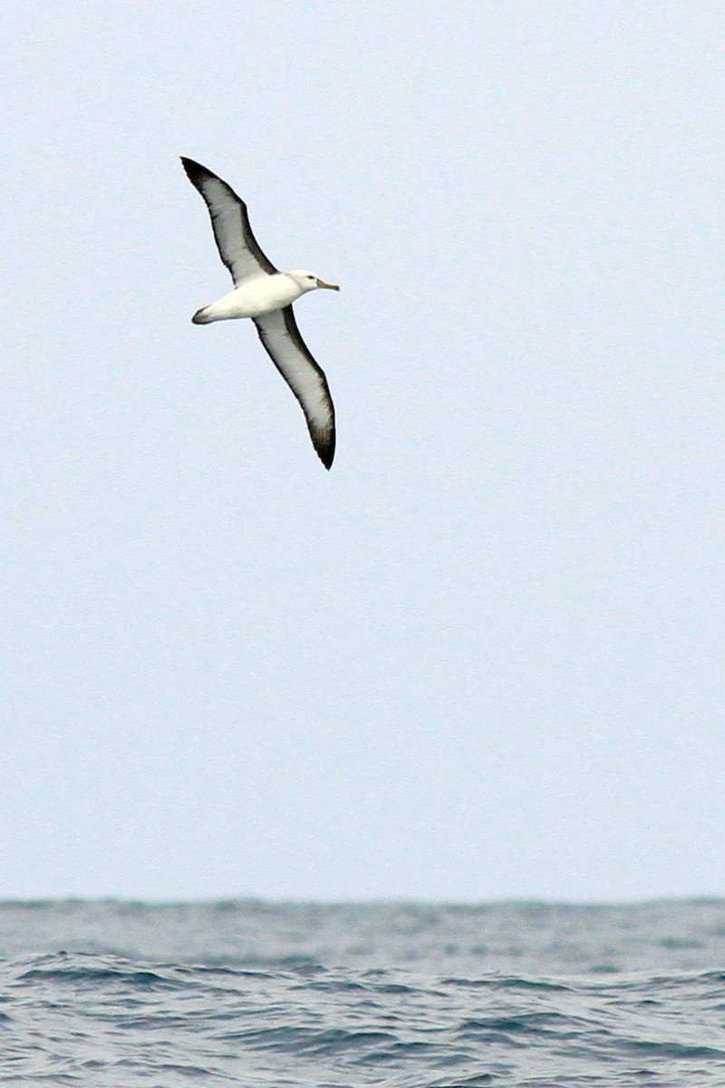 Buller's Albatross - Knut Hansen