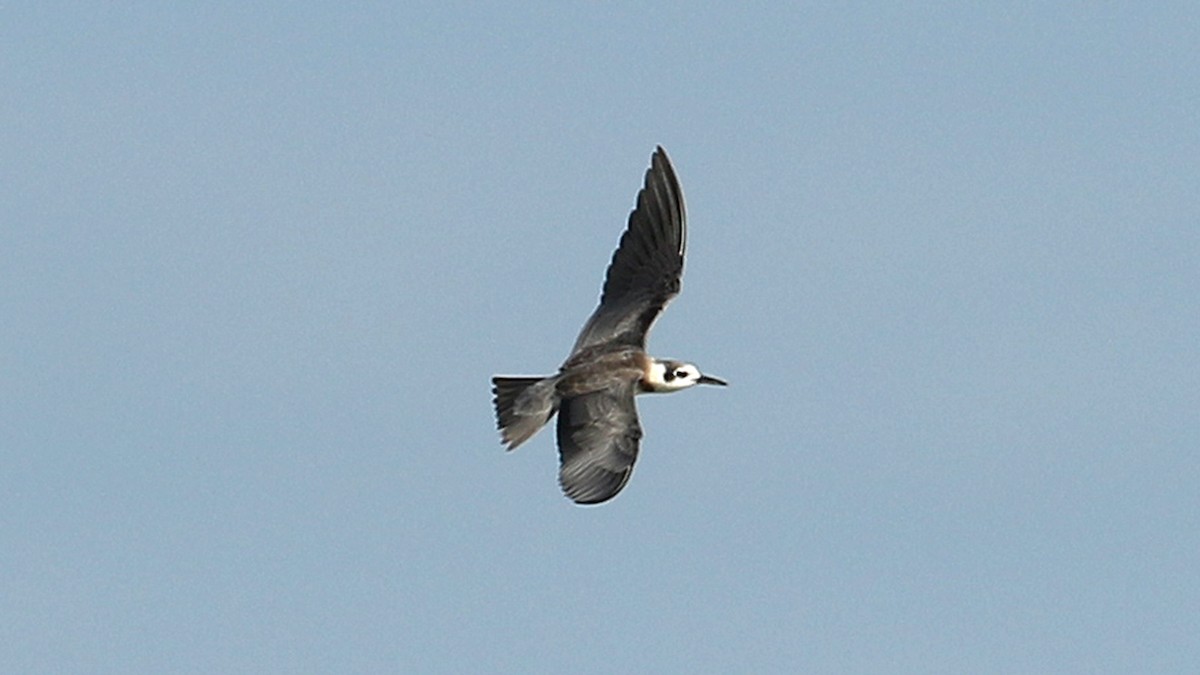 Black Tern - Alfredo Garcia