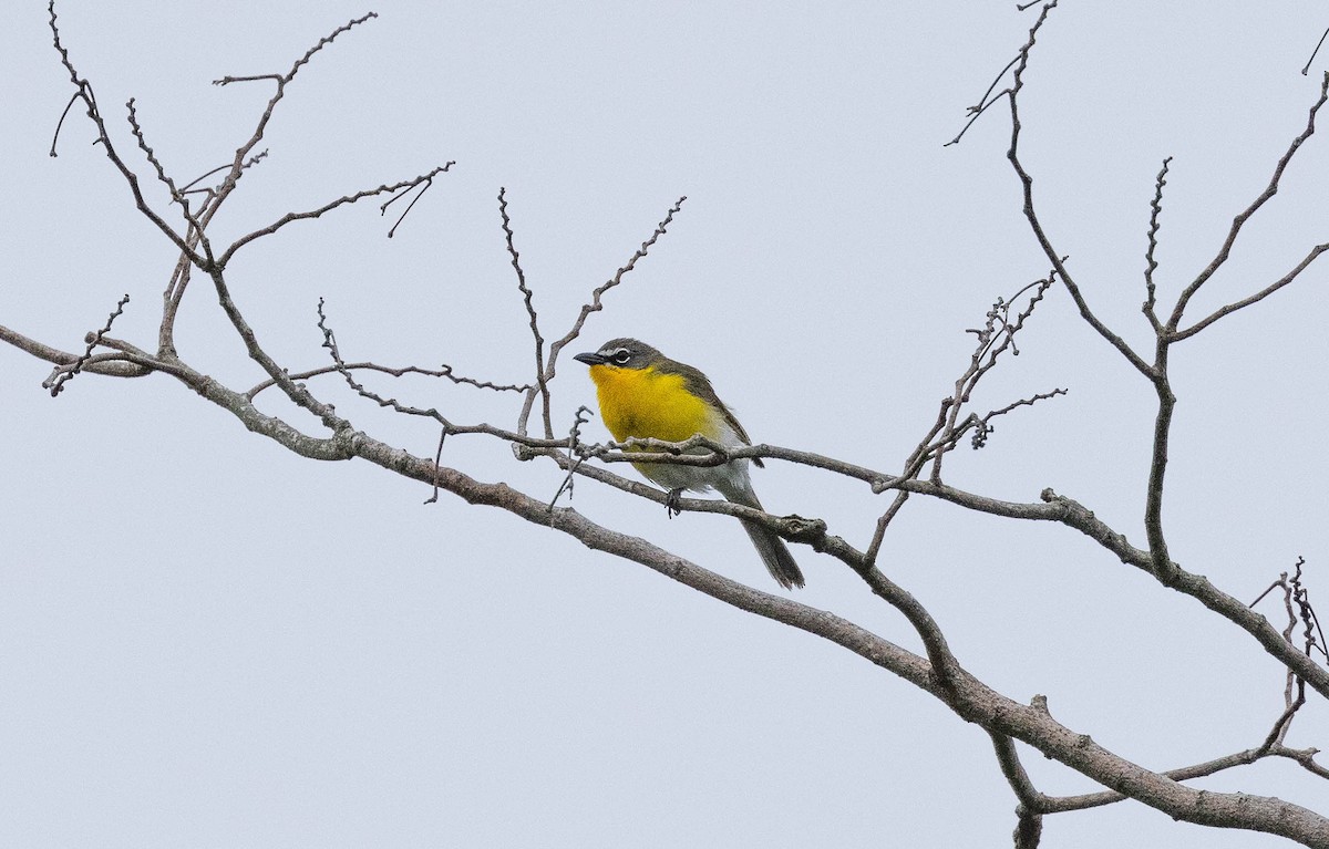 Yellow-breasted Chat - ML348050561