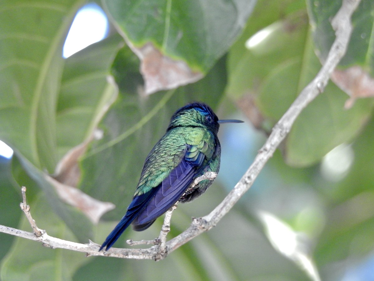 Violet-capped Woodnymph - ML348055781