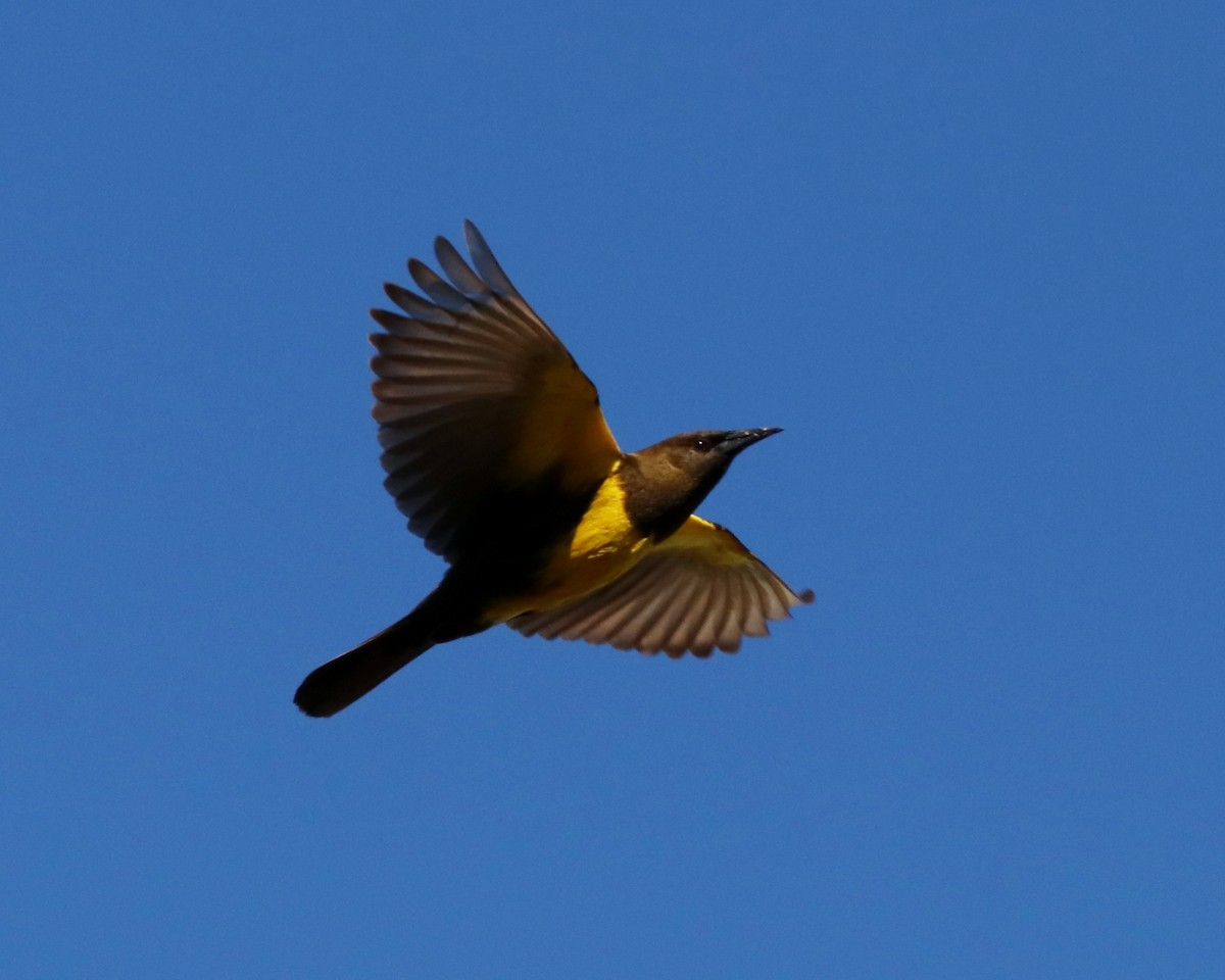 Brown-and-yellow Marshbird - Ricardo Battistino
