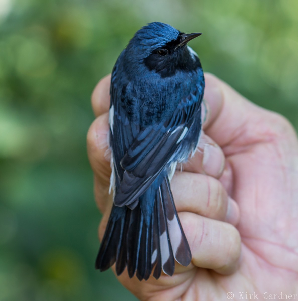 Black-throated Blue Warbler - Kirk Gardner