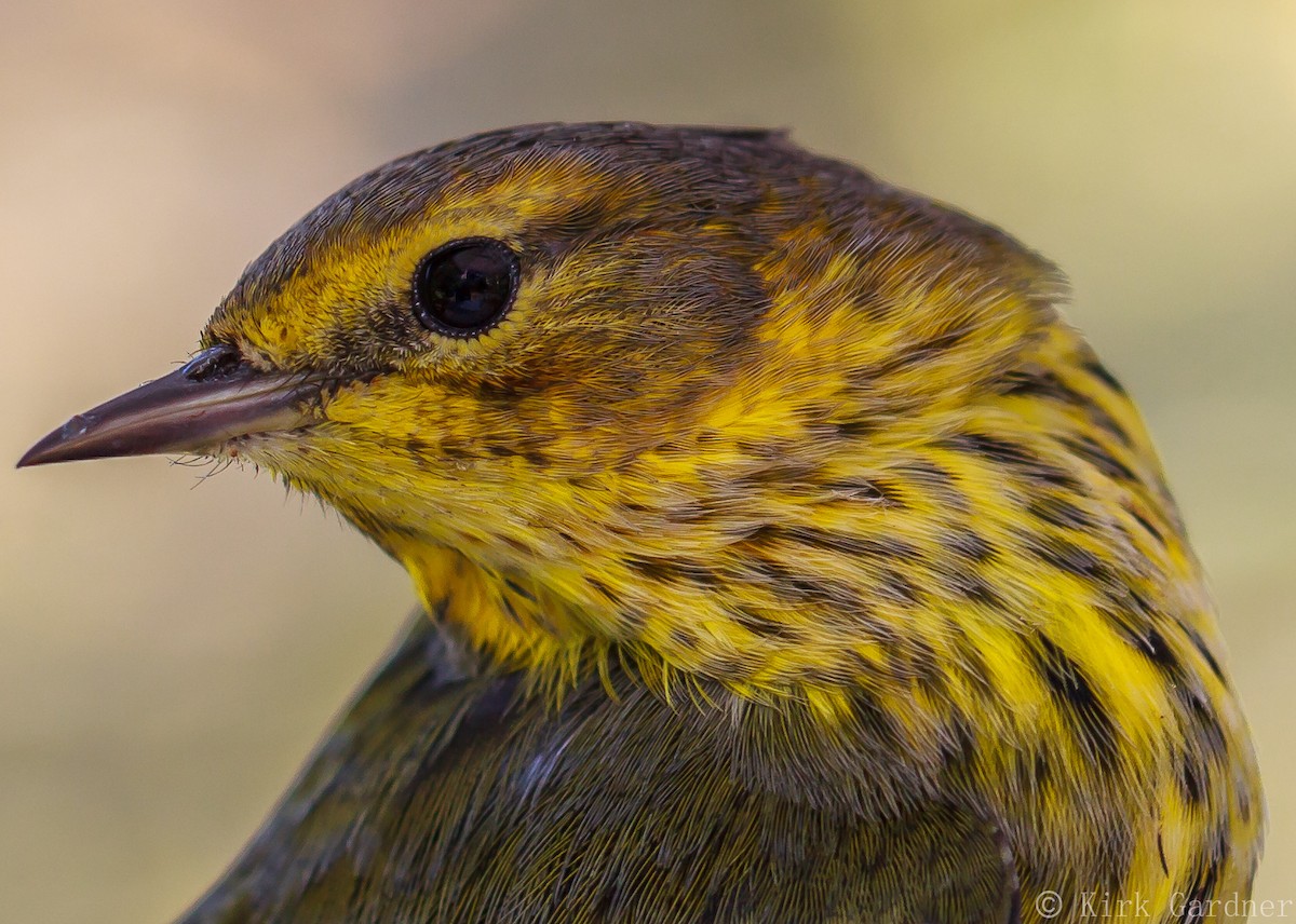 Cape May Warbler - ML34806401