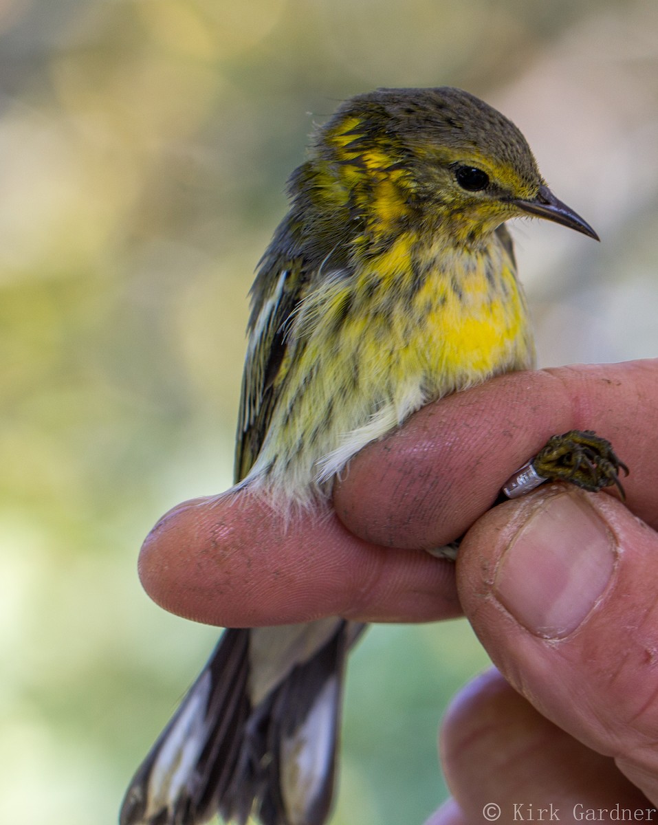 Cape May Warbler - ML34806421