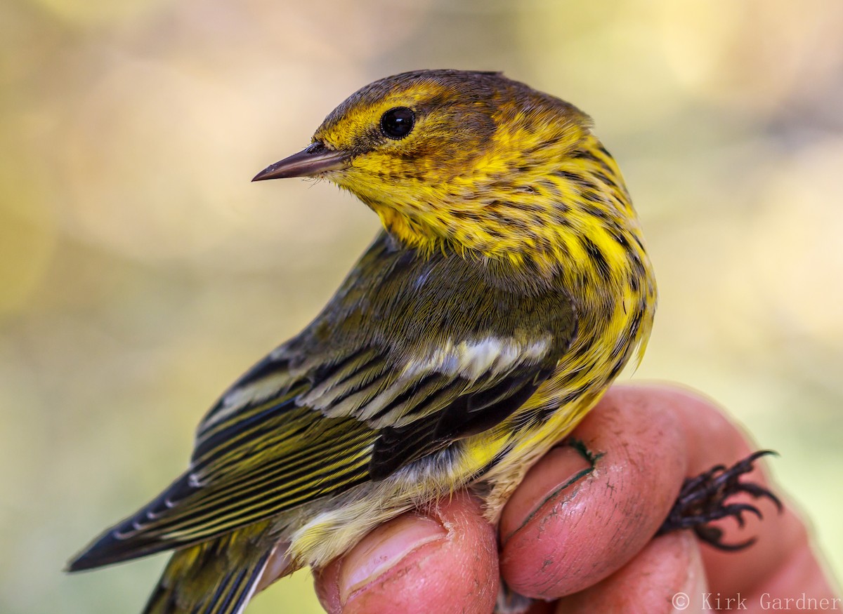 Cape May Warbler - ML34806441
